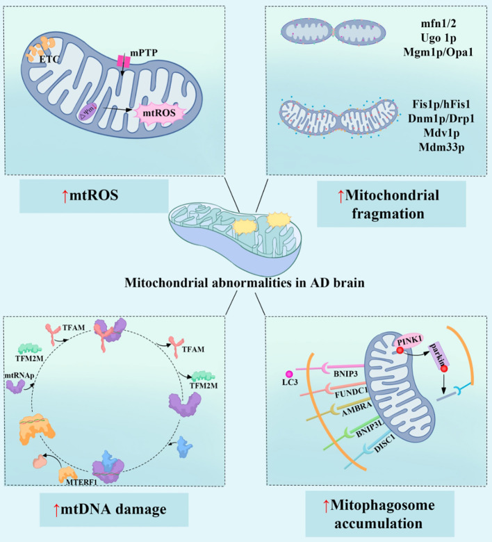 Diagram of four mitochondrial dysfunction pathways in Alzheimer's disease