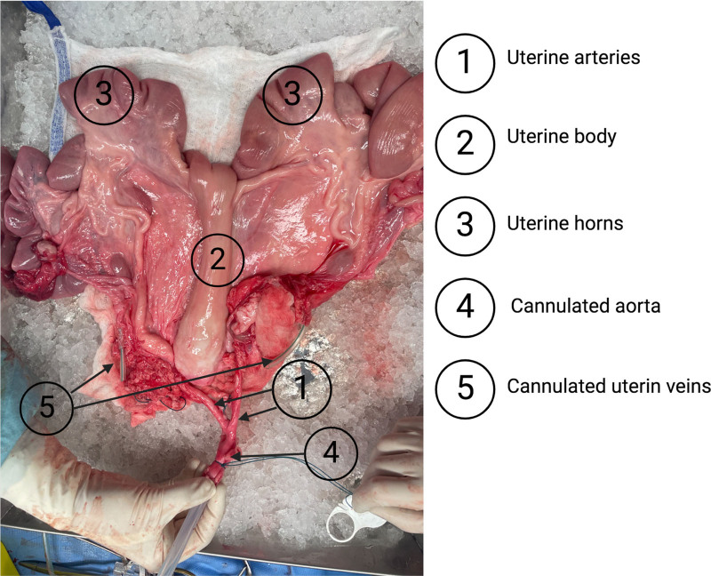 Explanted porcine uterus prepared for hypothermic machine perfusion with labeled uterine arteries, uterine body, uterine horns, cannulated aorta, and cannulated uterine veins