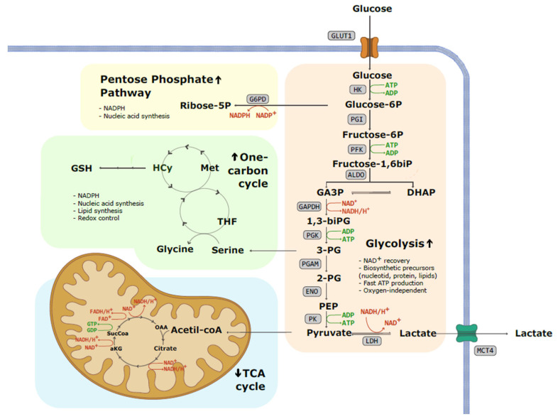 Diagram of the Warburg effect showing aerobic glycolysis in cancer cells